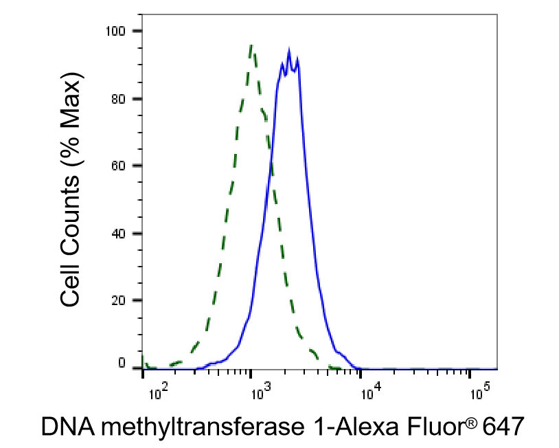 DNMT1 Antibody (24GB5135)