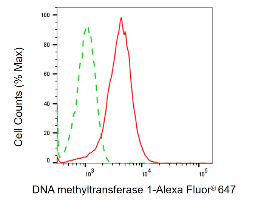 DNMT1 Antibody (24GB5135)
