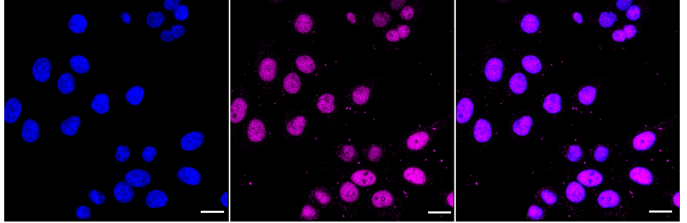 DNMT1 Antibody (24GB5135)