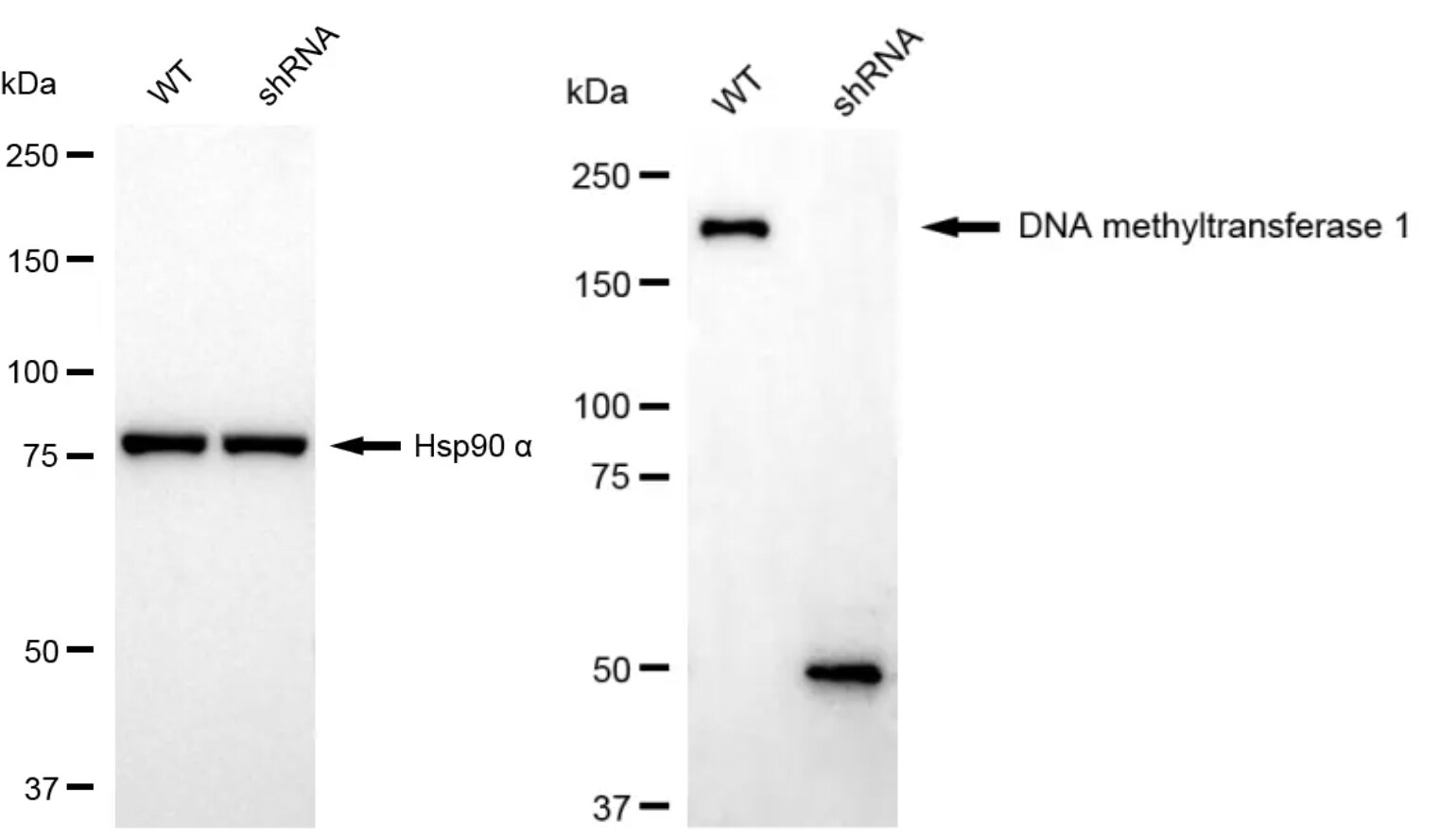 DNMT1 Antibody (24GB5135)