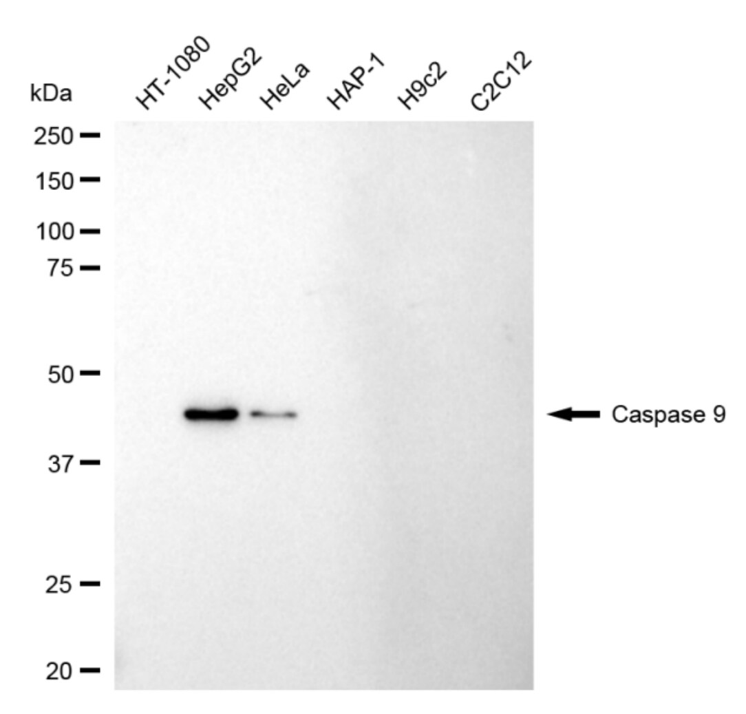 Caspase-9 Antibody (24GB4275)