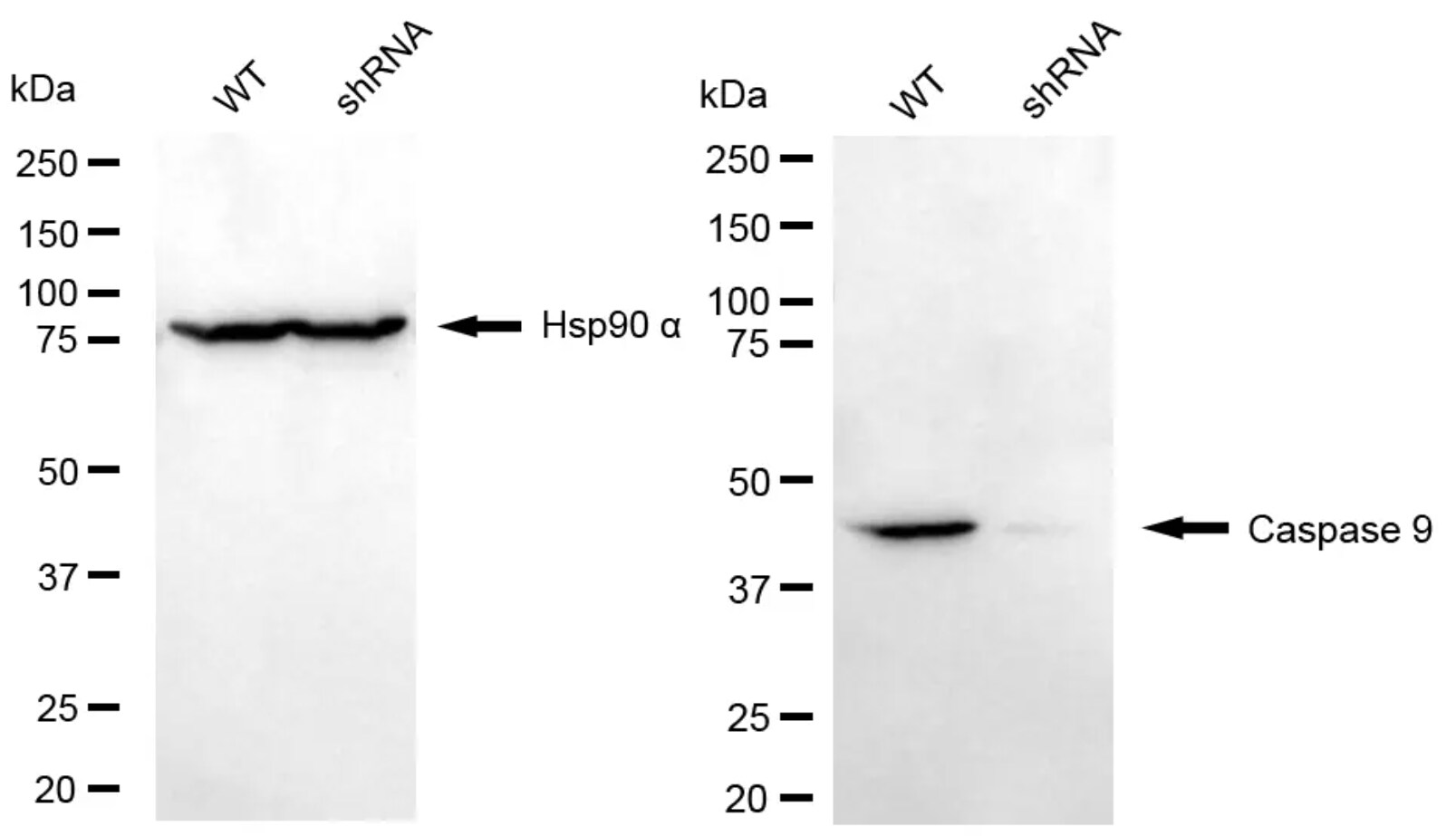 Caspase-9 Antibody (24GB4275)