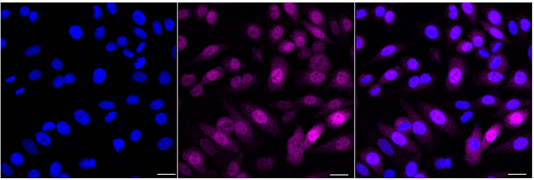 Caspase-9 Antibody (24GB4285)