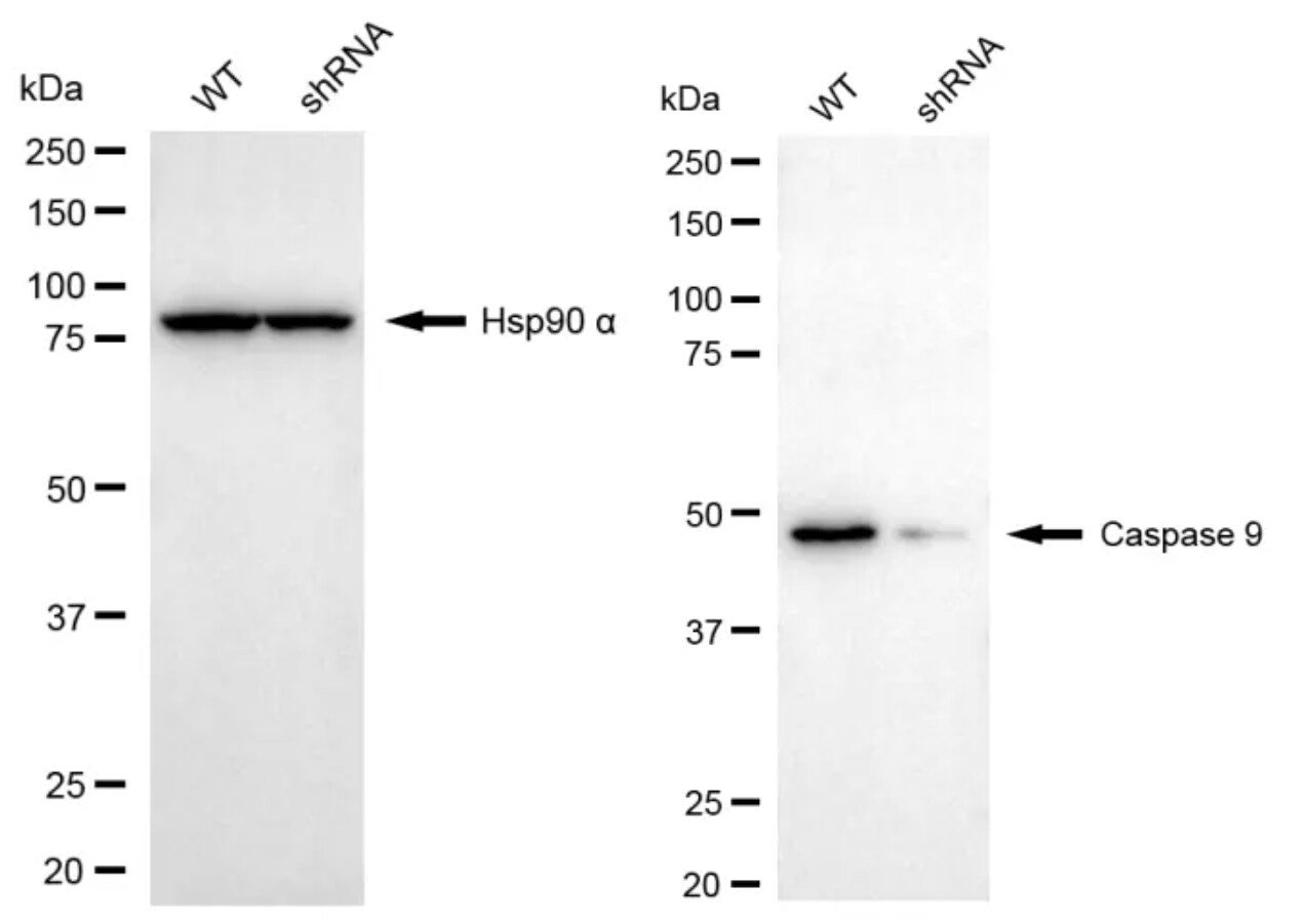 Caspase-9 Antibody (24GB4285)