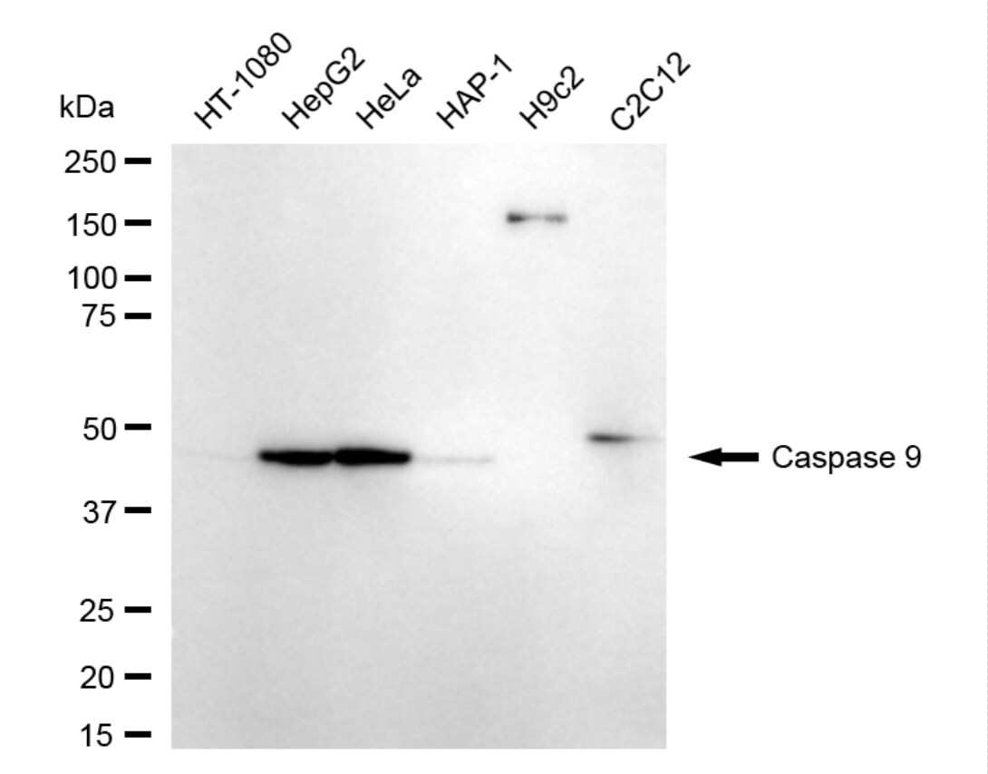 Caspase-9 Antibody (24GB4285)