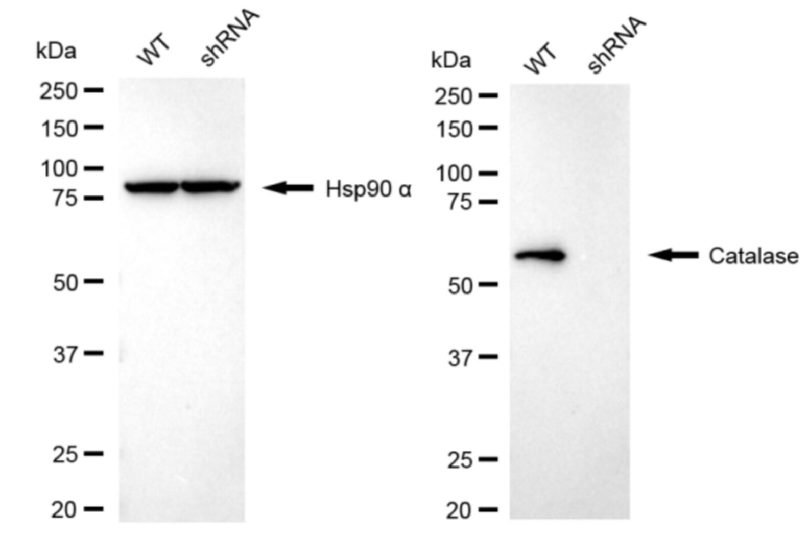 Catalase Antibody (24GB4290)