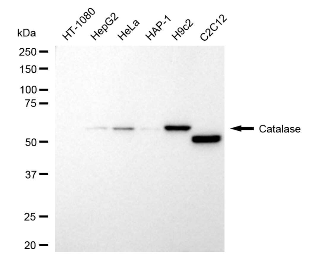Catalase Antibody (24GB4290)