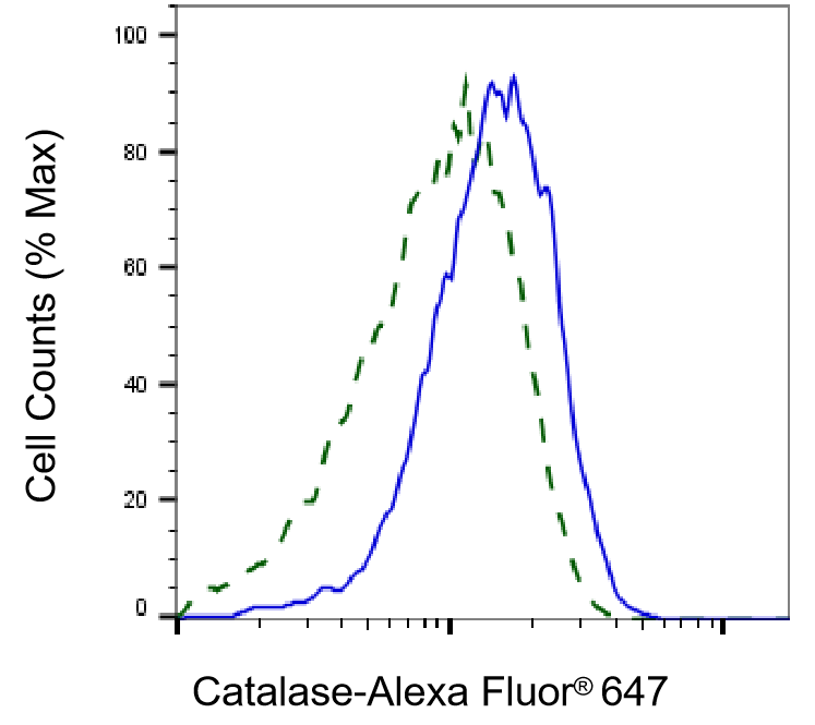 Catalase Antibody (24GB4295)