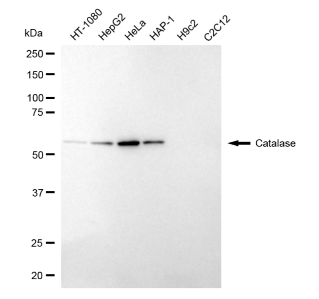 Catalase Antibody (24GB4295)