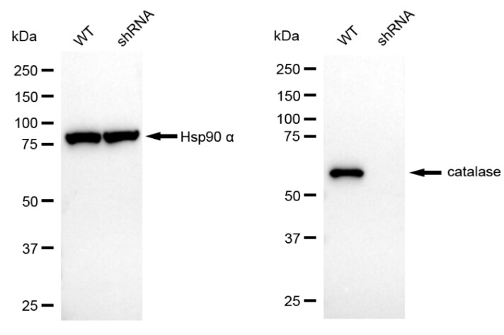 Catalase Antibody (24GB4295)