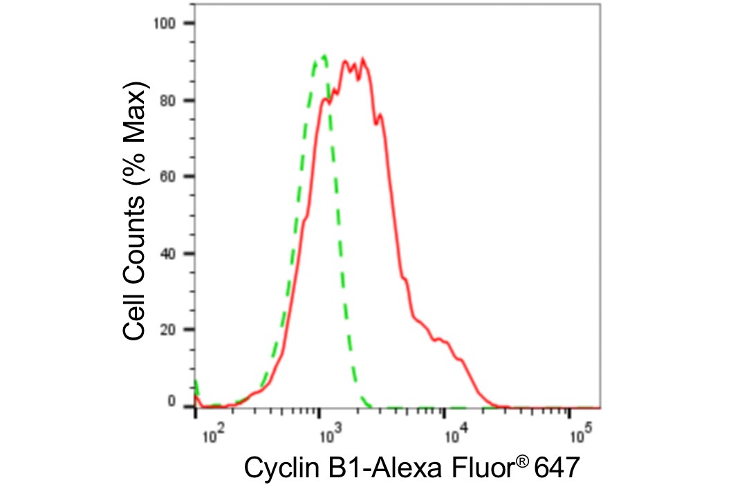 Cyclin B1 Antibody (24GB4300)
