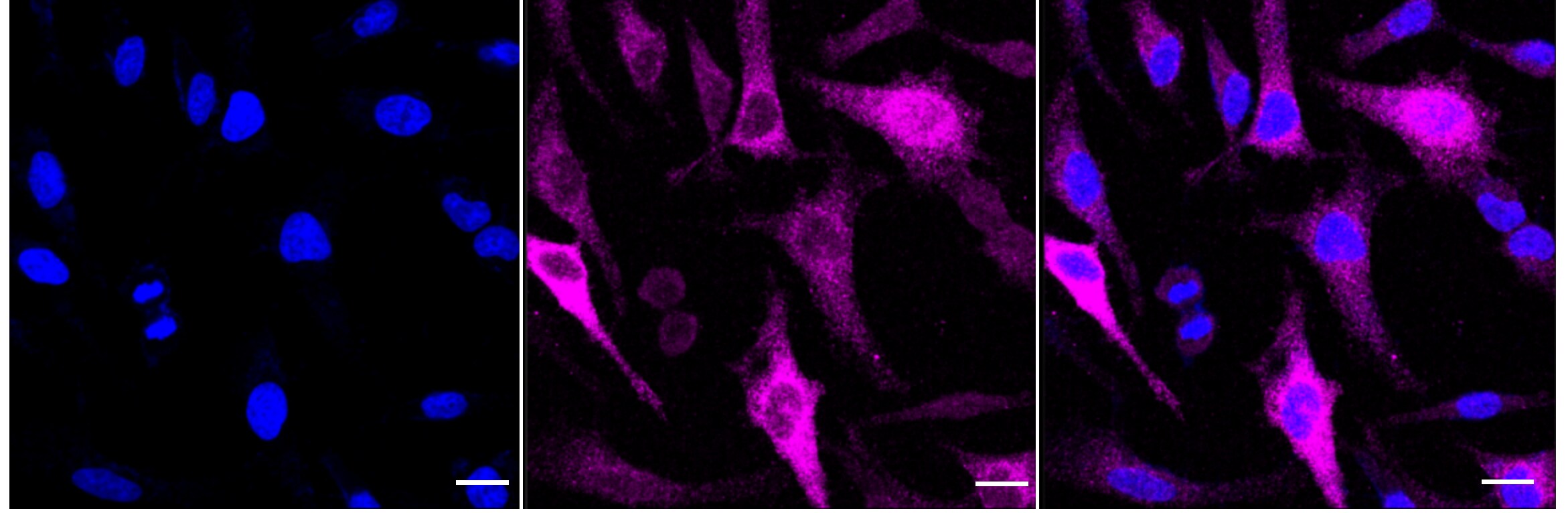 Cyclin B1 Antibody (24GB4300)