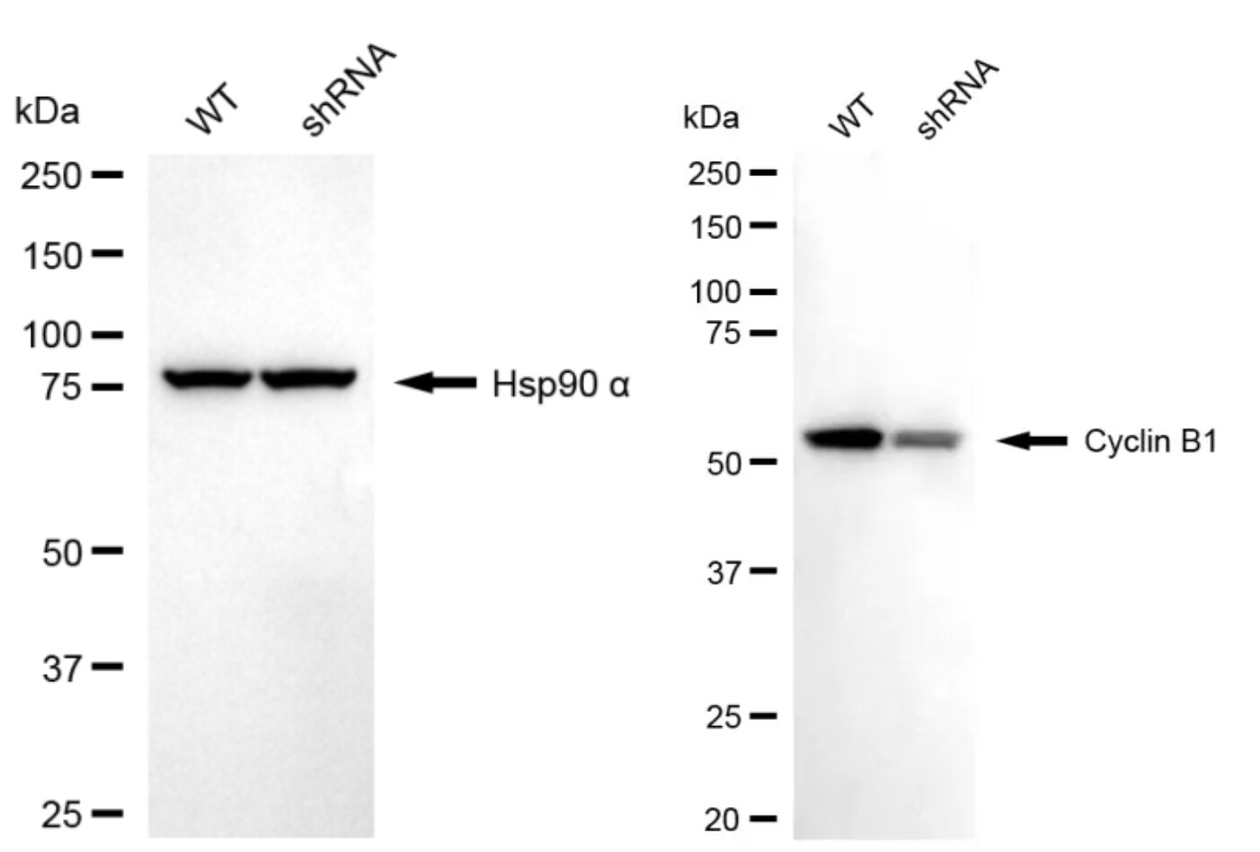 Cyclin B1 Antibody (24GB4300)