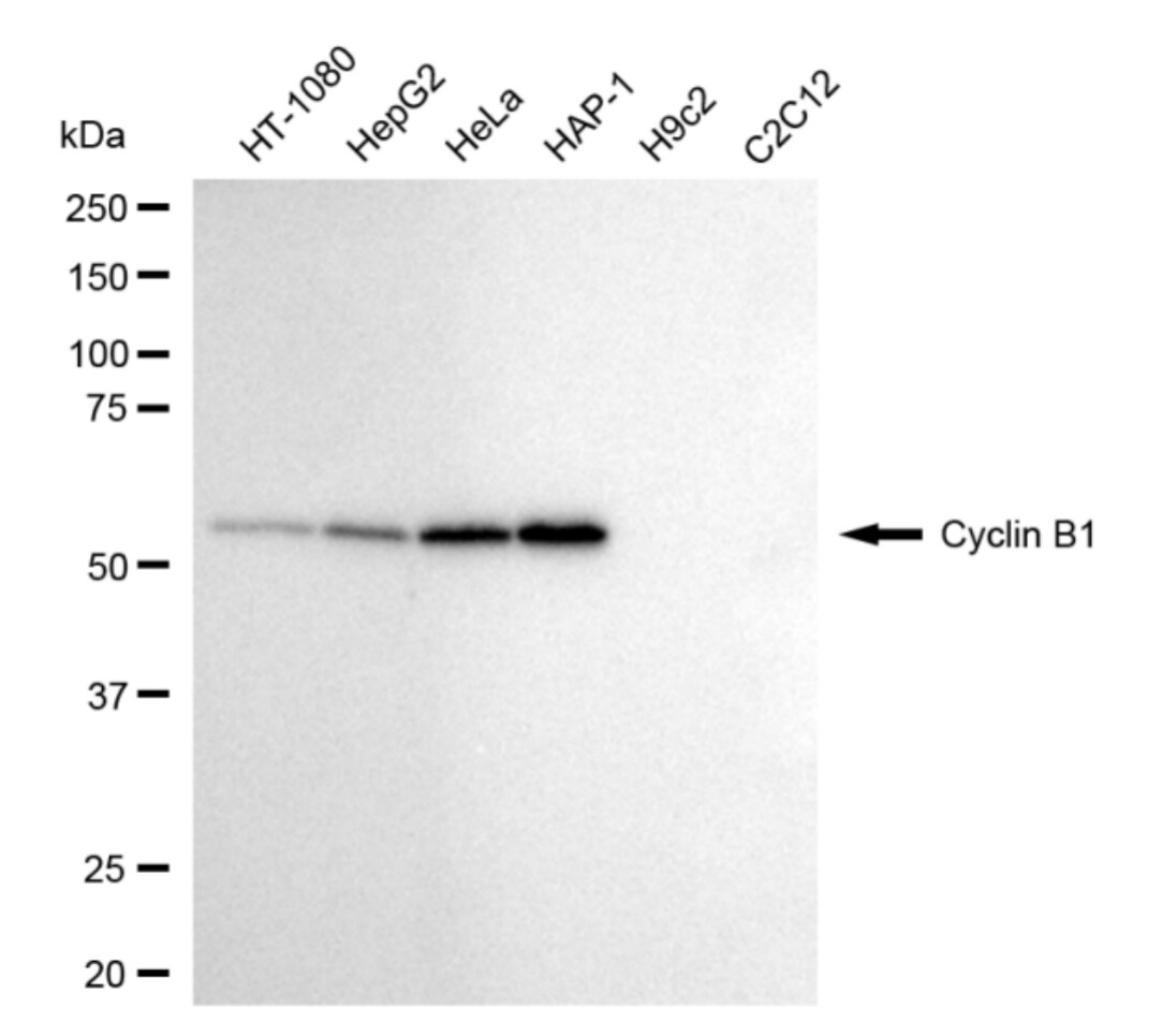 Cyclin B1 Antibody (24GB4300)