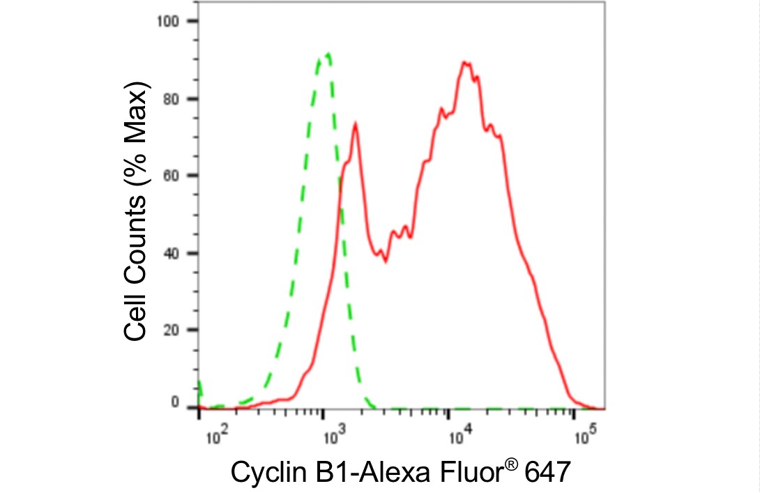 Cyclin B1 Antibody (24GB4305)