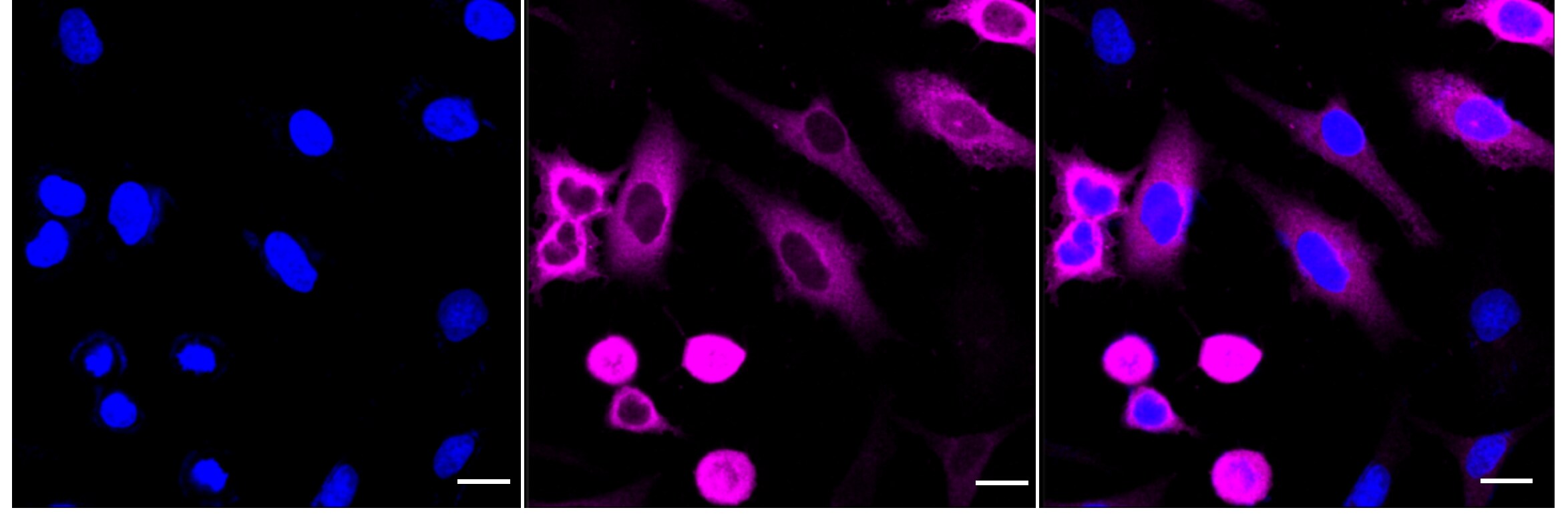 Cyclin B1 Antibody (24GB4305)