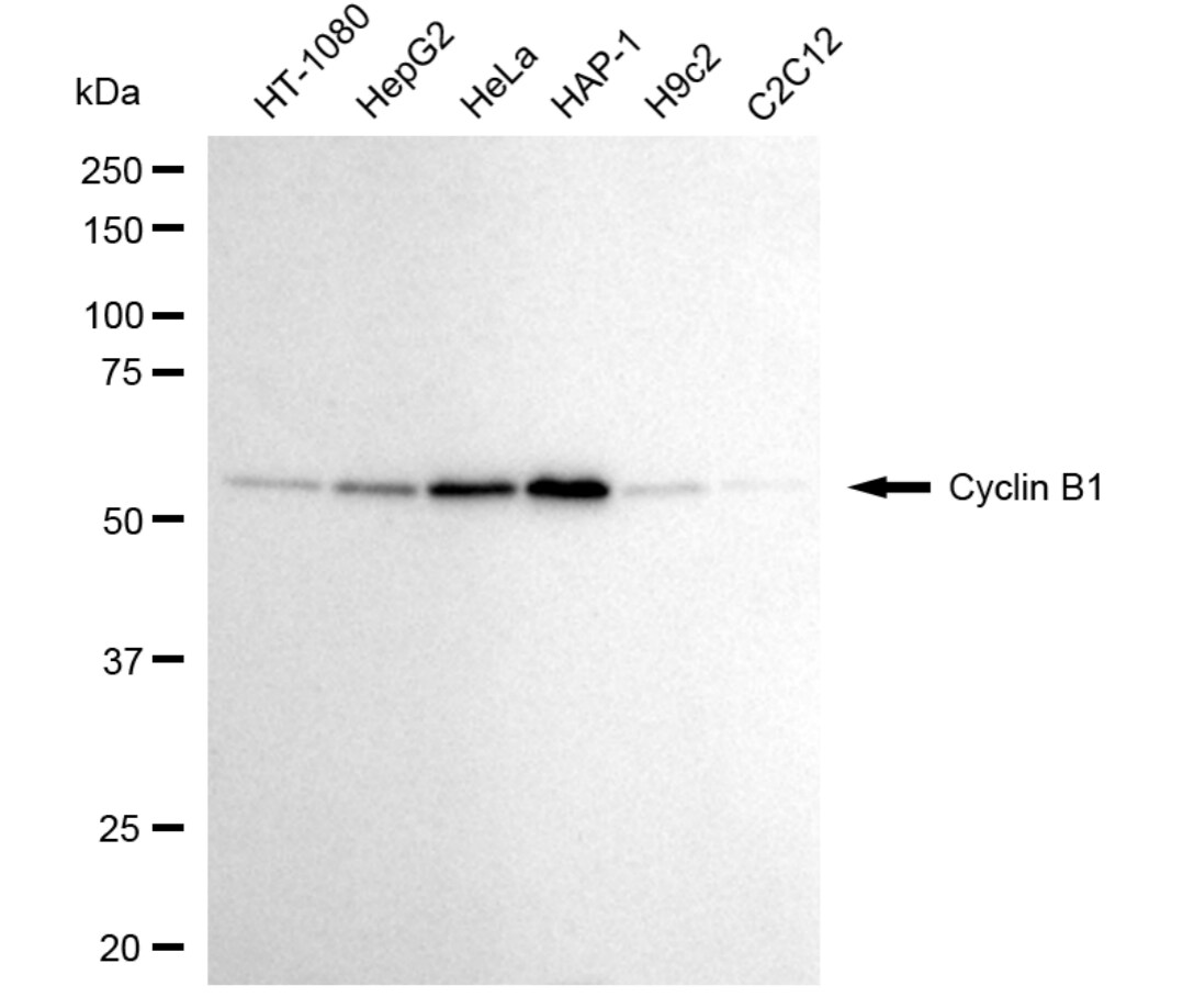 Cyclin B1 Antibody (24GB4305)