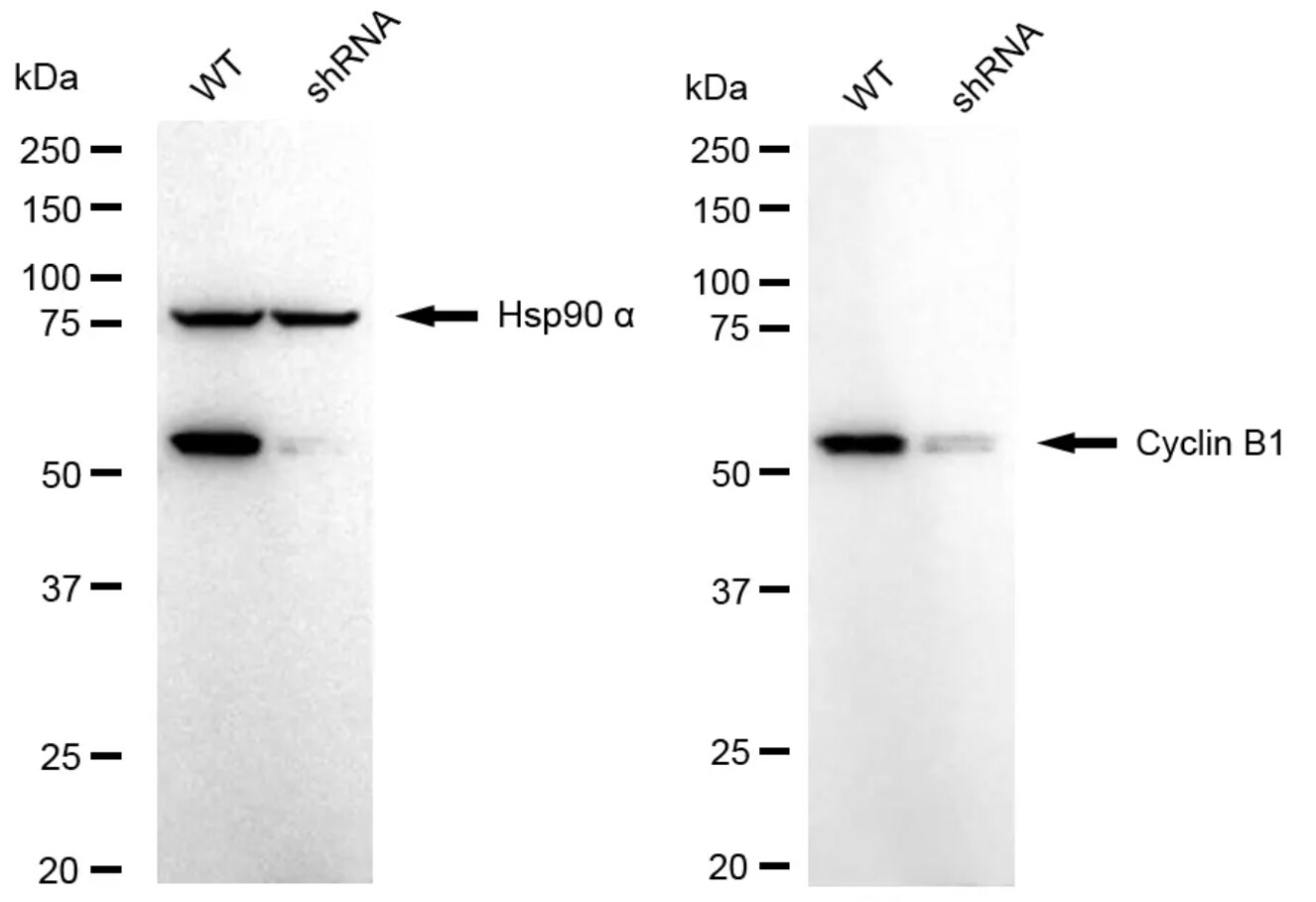Cyclin B1 Antibody (24GB4305)