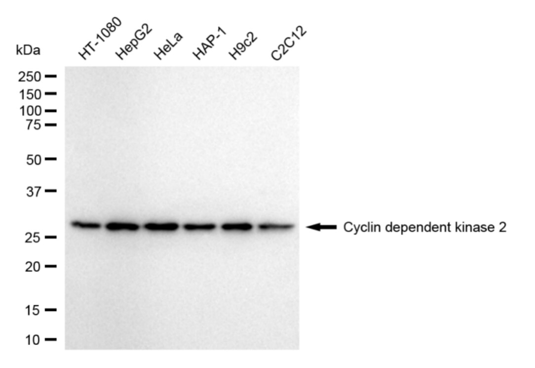 CDK2 Antibody (24GB4315)