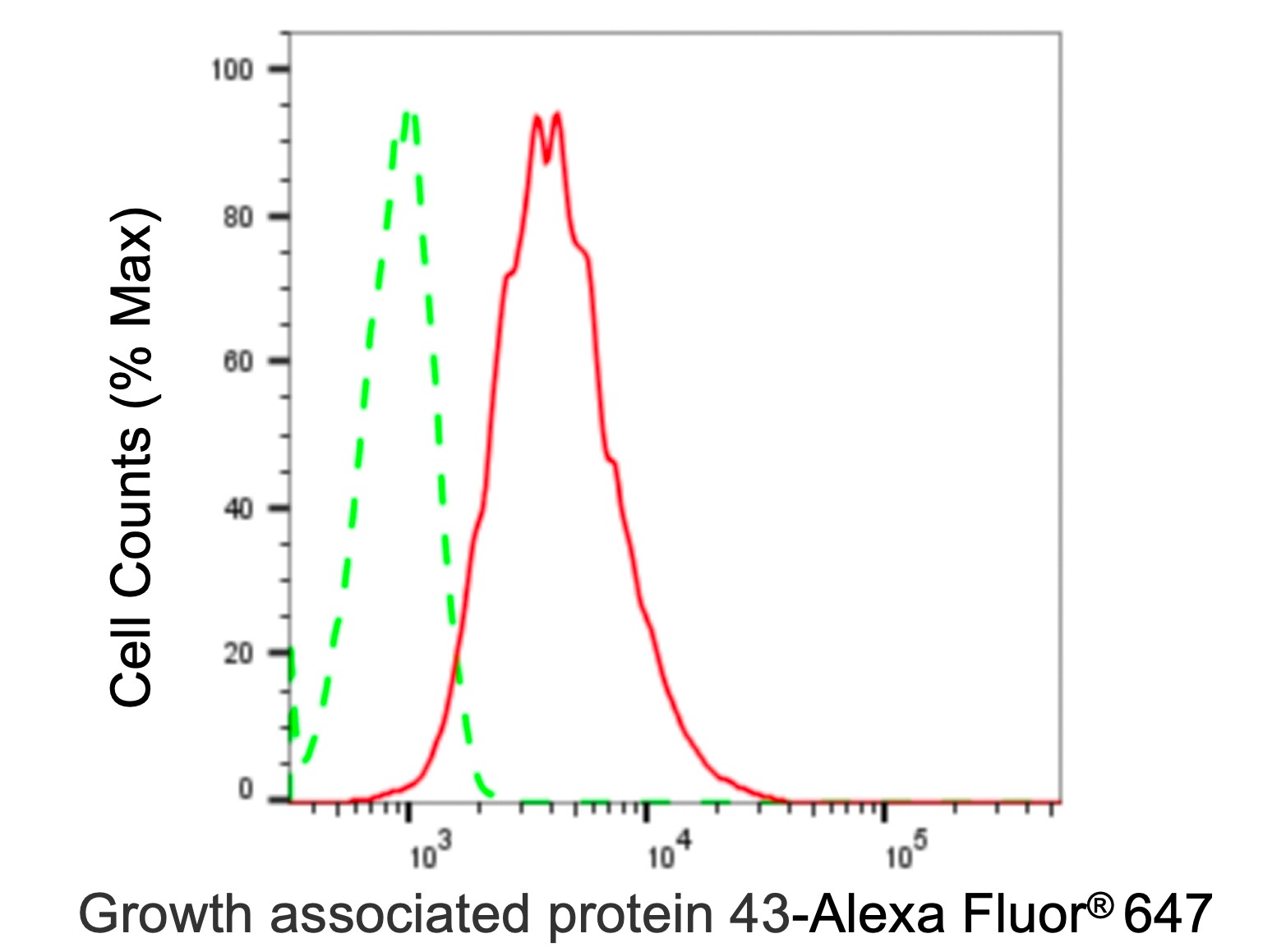 GAP-43 Antibody (23GB1195)