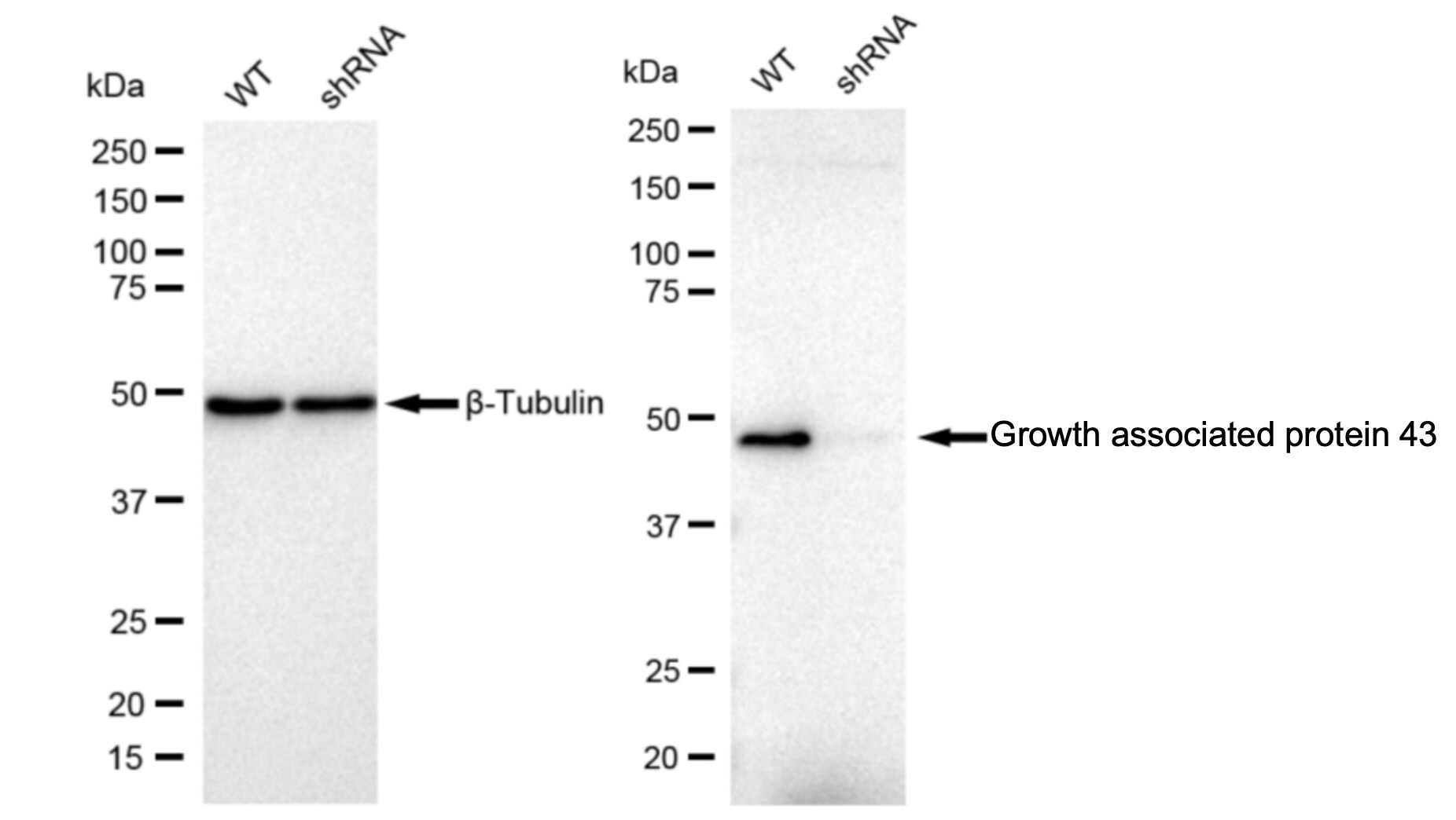 GAP-43 Antibody (23GB1195)