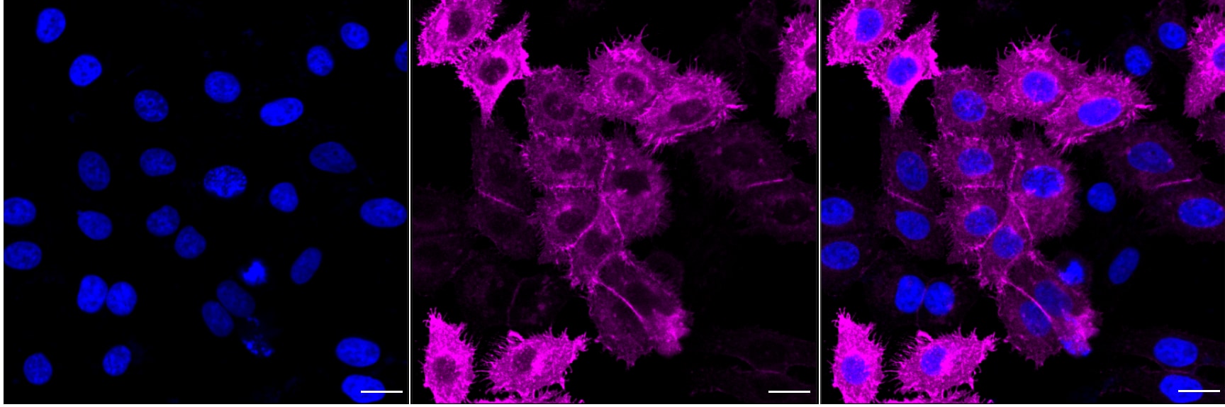 EGFR Antibody (24GB4365)
