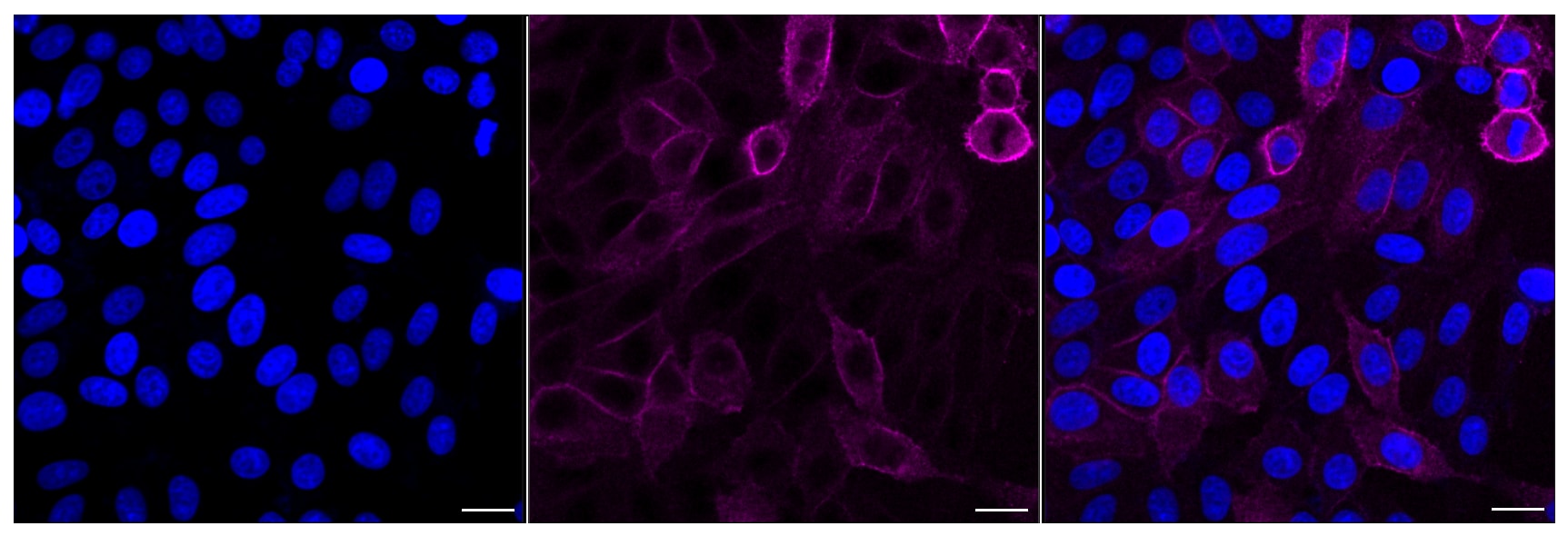 EGFR Antibody (24GB4390)