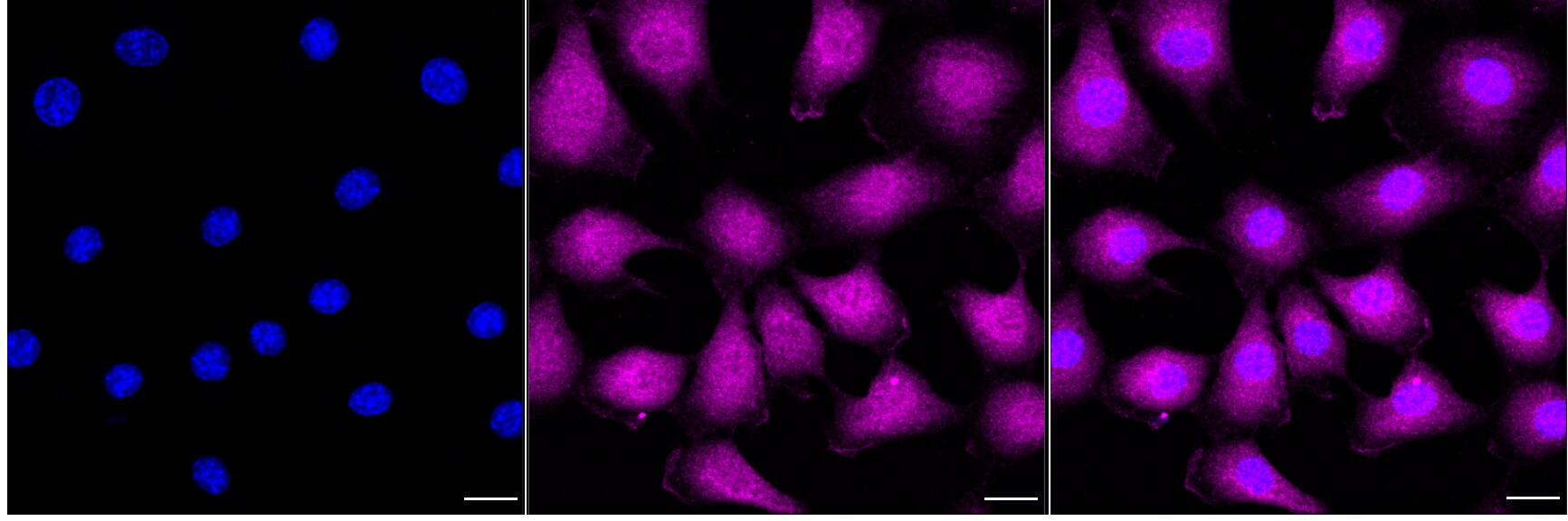 4EBP1 [p Thr46] Antibody (24GB4405)