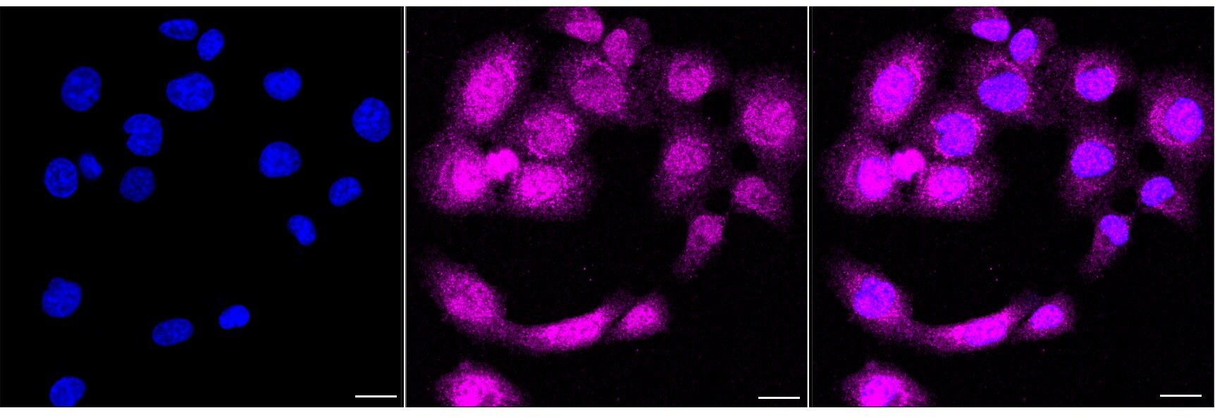 Glutathione Peroxidase 1/GPX1 Antibody (24GB4425)
