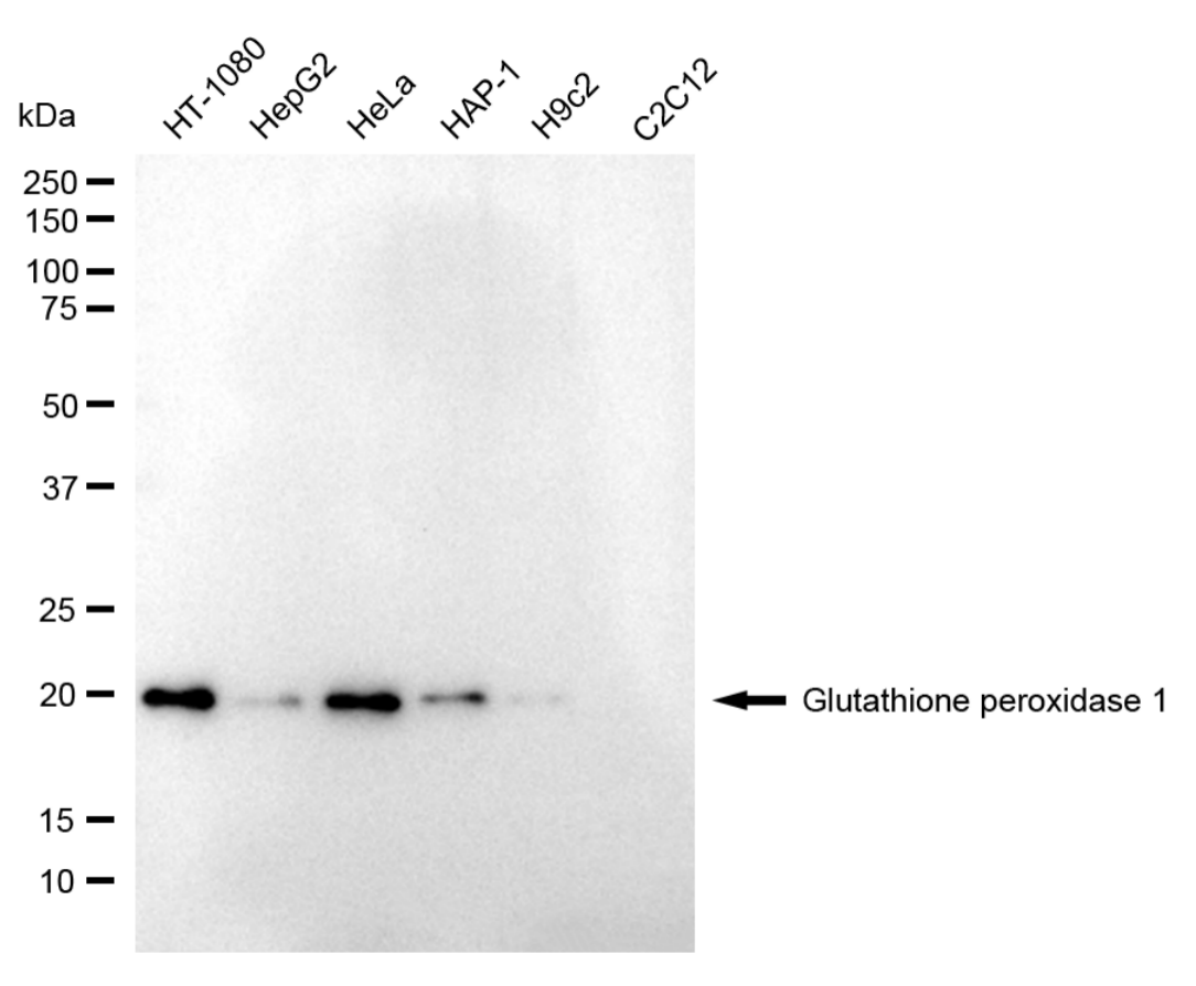 Glutathione Peroxidase 1/GPX1 Antibody (24GB4425)