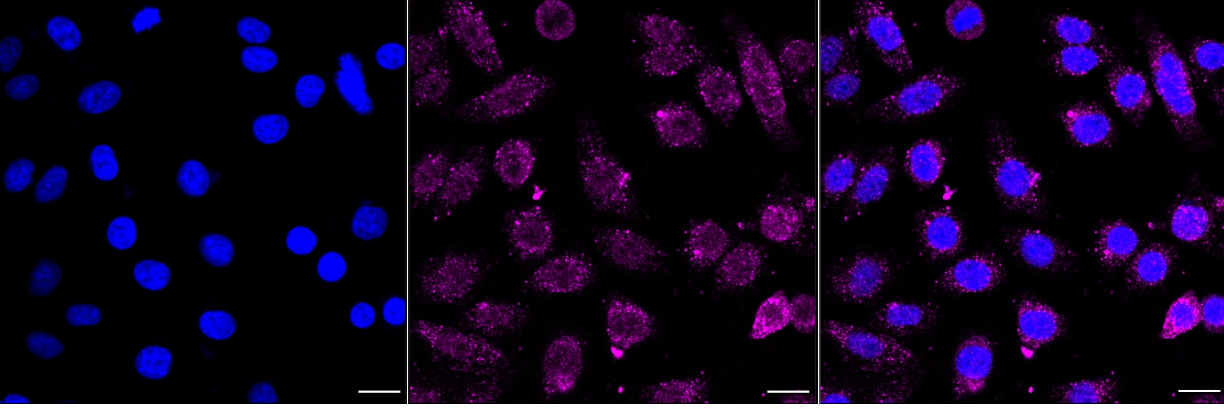 Integrin alpha V/CD51 Antibody (24GB4430)