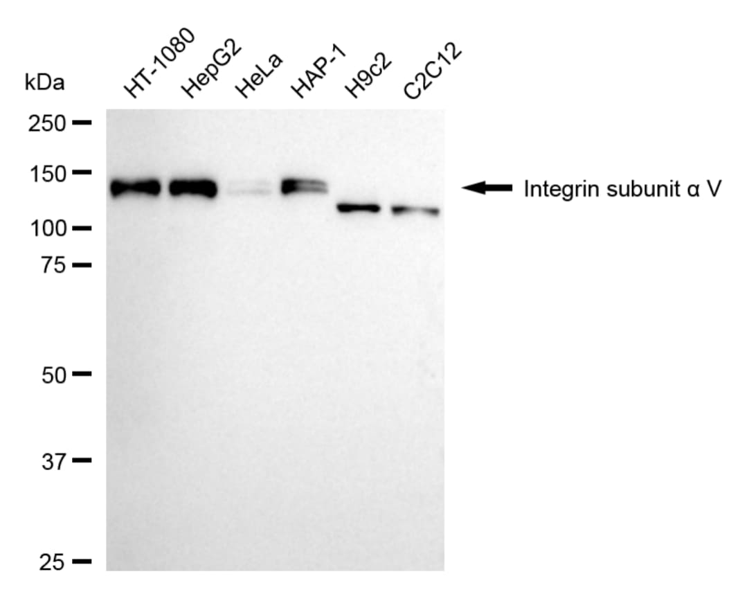 Integrin alpha V/CD51 Antibody (24GB4430)