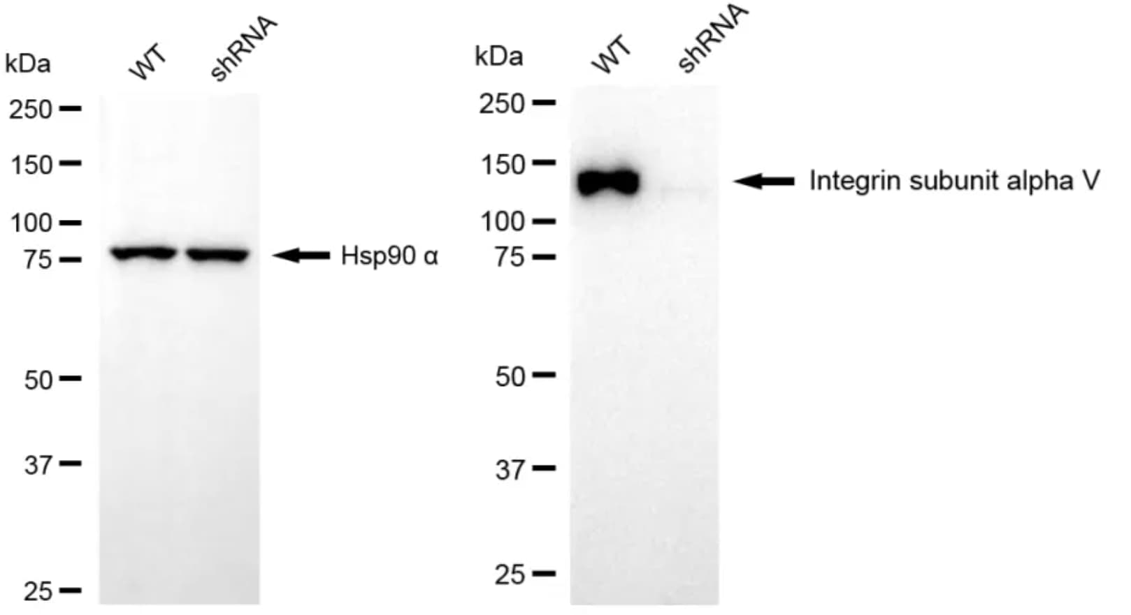 Integrin alpha V/CD51 Antibody (24GB4430)