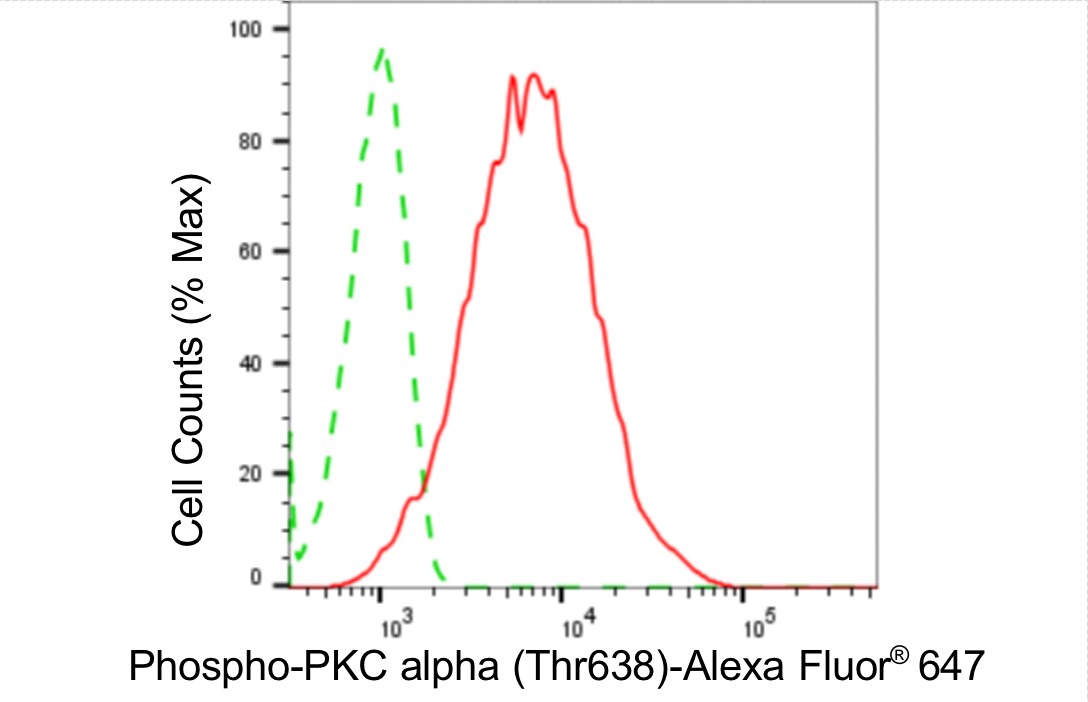 PKC alpha [p Thr638] Antibody (24GB4470)