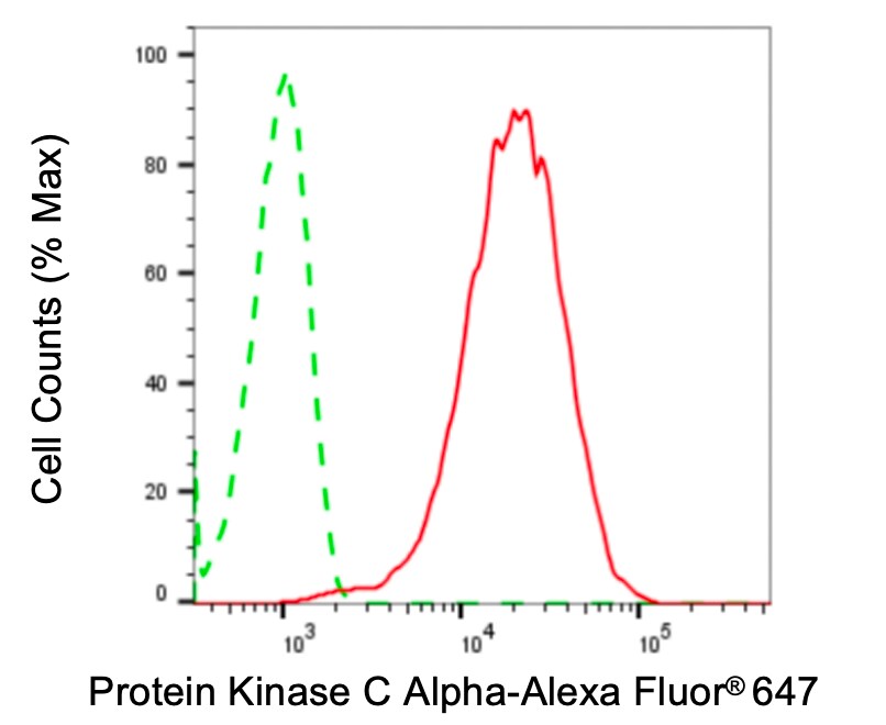 PKC alpha Antibody (24GB4475)