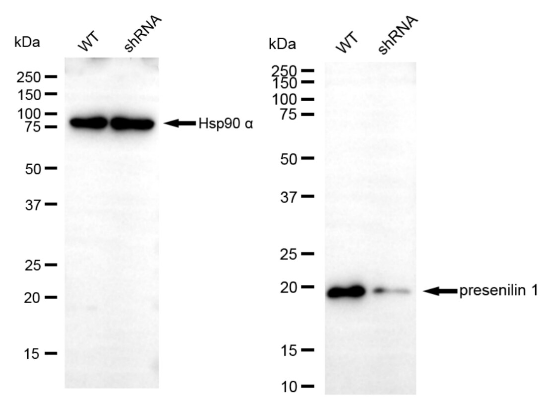 Presenilin-1 Antibody (24GB4515)
