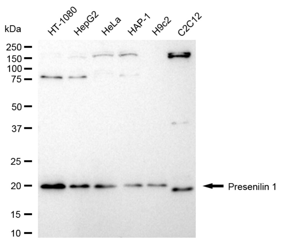 Presenilin-1 Antibody (24GB4515)