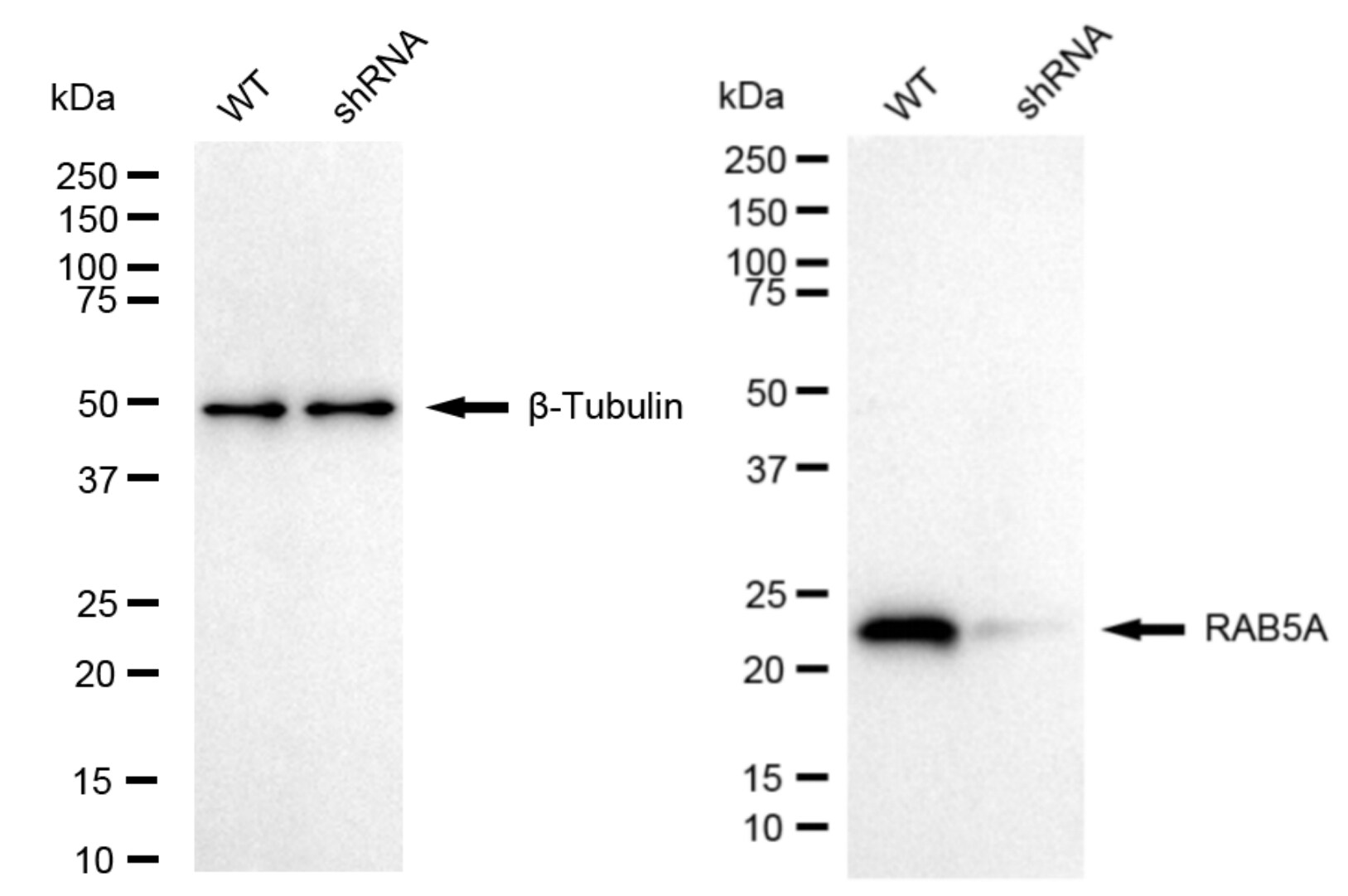 Rab5a Antibody (24GB4520)