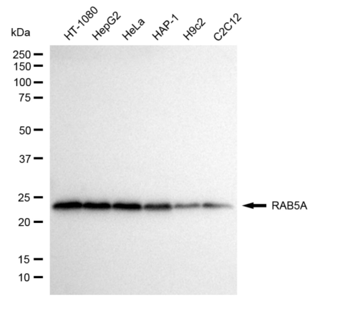 Rab5a Antibody (24GB4520)