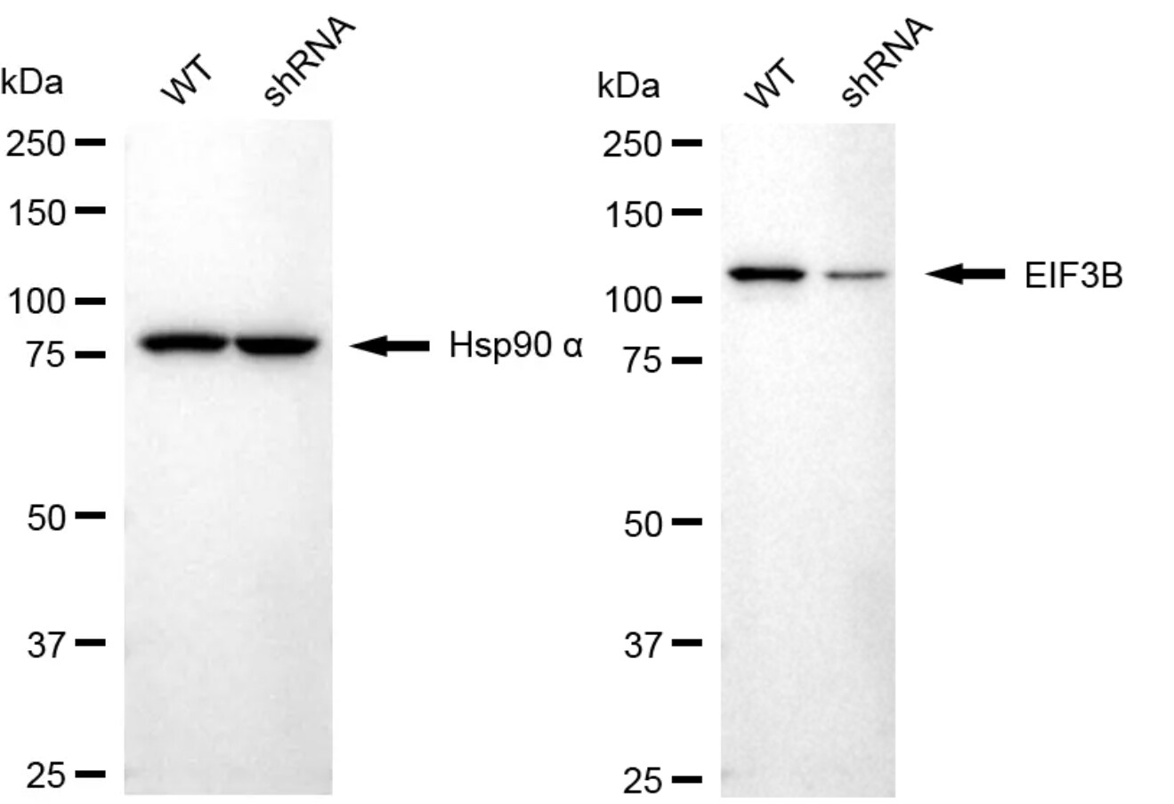 EIF3B Antibody (24GB4545)