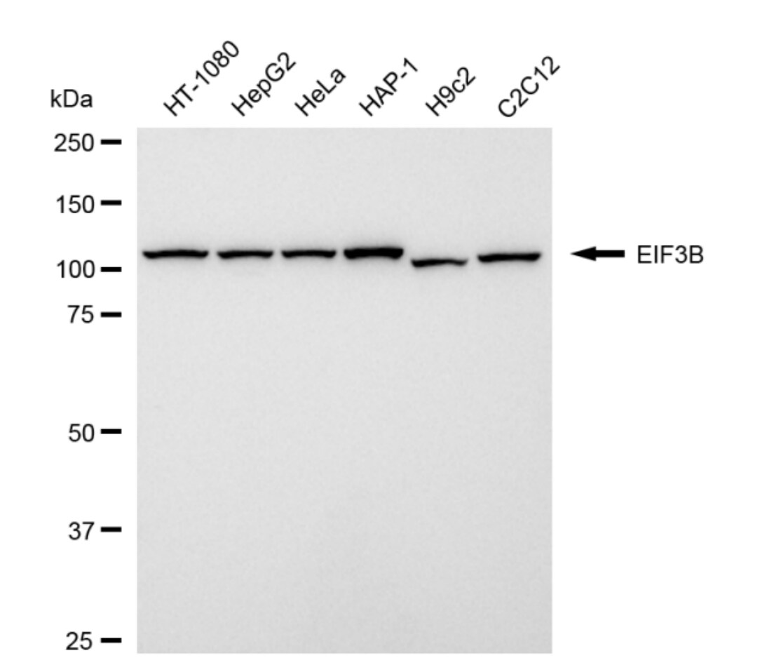 EIF3B Antibody (24GB4545)