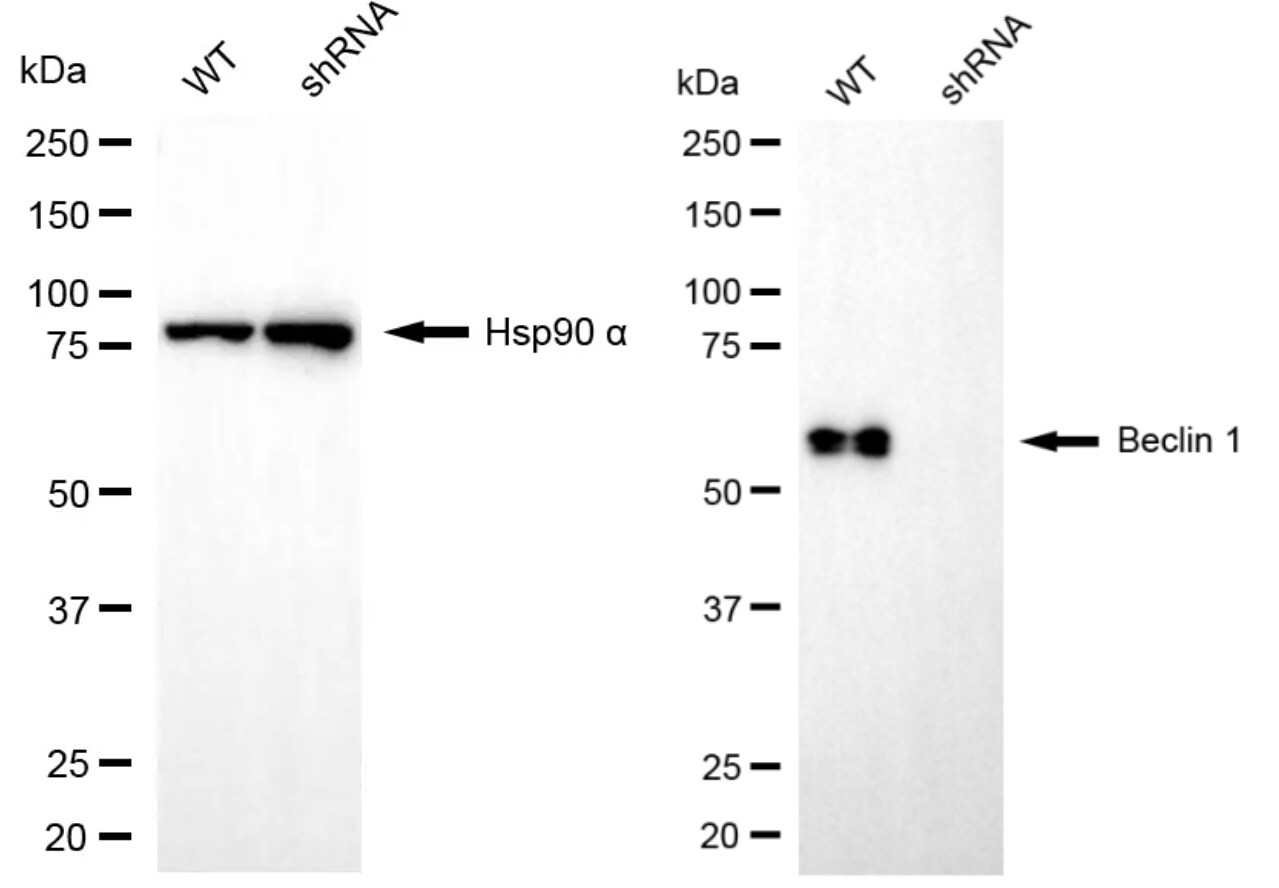 Beclin 1 Antibody (24GB4550)