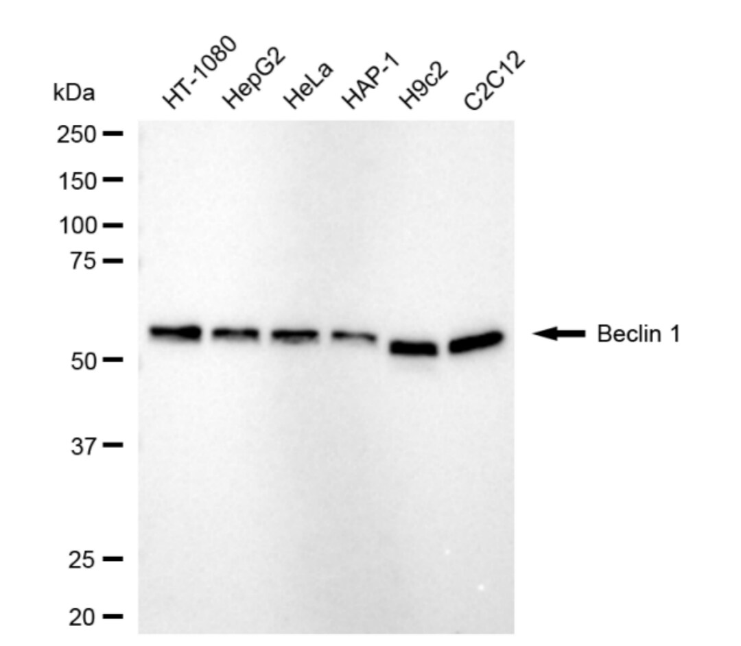 Beclin 1 Antibody (24GB4550)