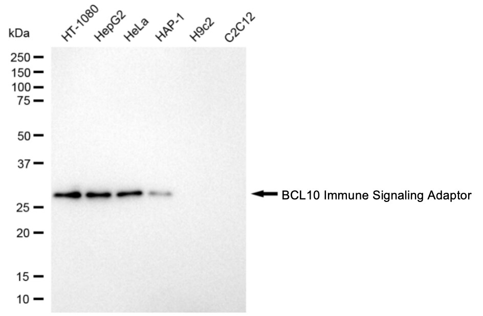 Bcl-10 Antibody (24GB4560)