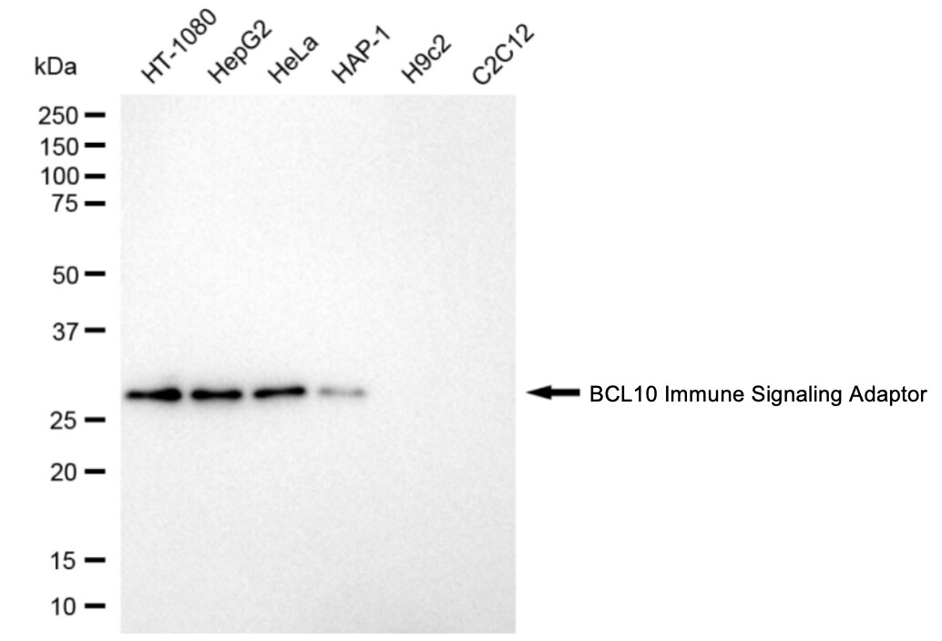 Bcl-10 Antibody (24GB4565)