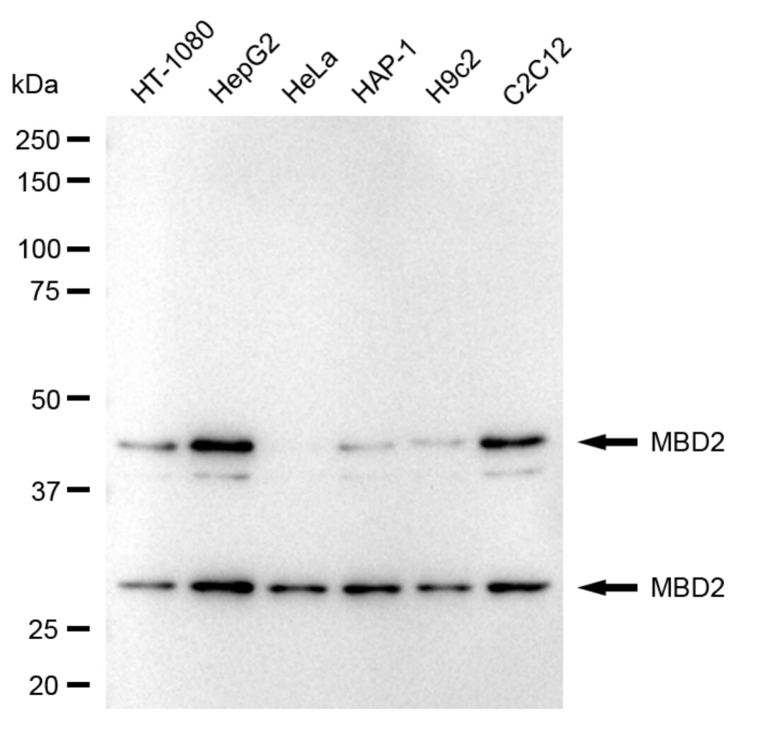 MBD2 Antibody (24GB4570)