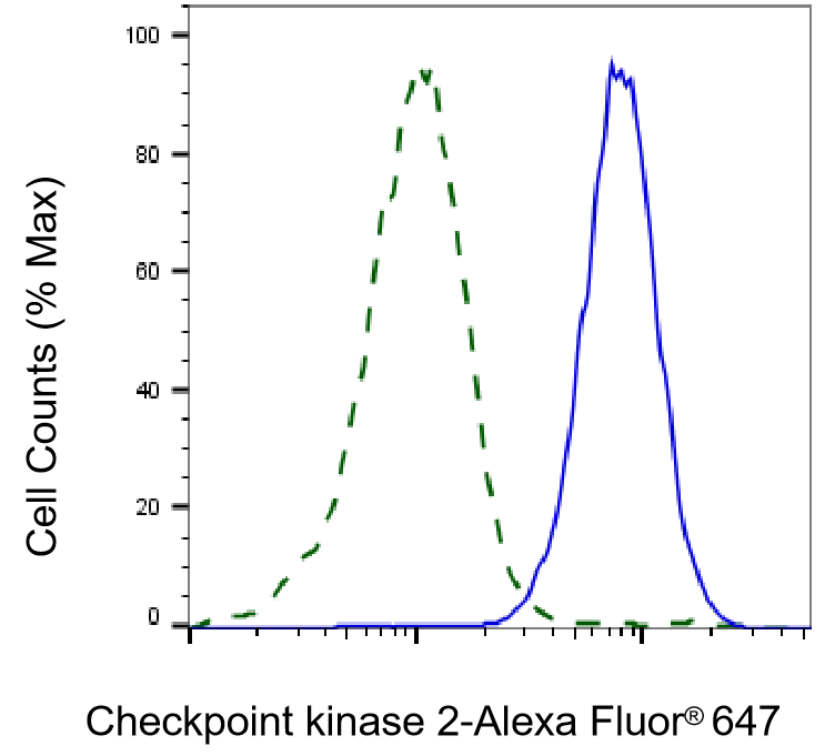 Chk2 Antibody (24GB4585)