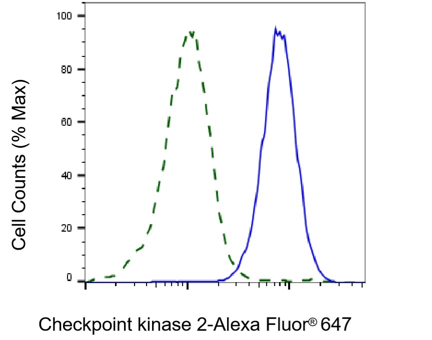Chk2 Antibody (24GB4585)
