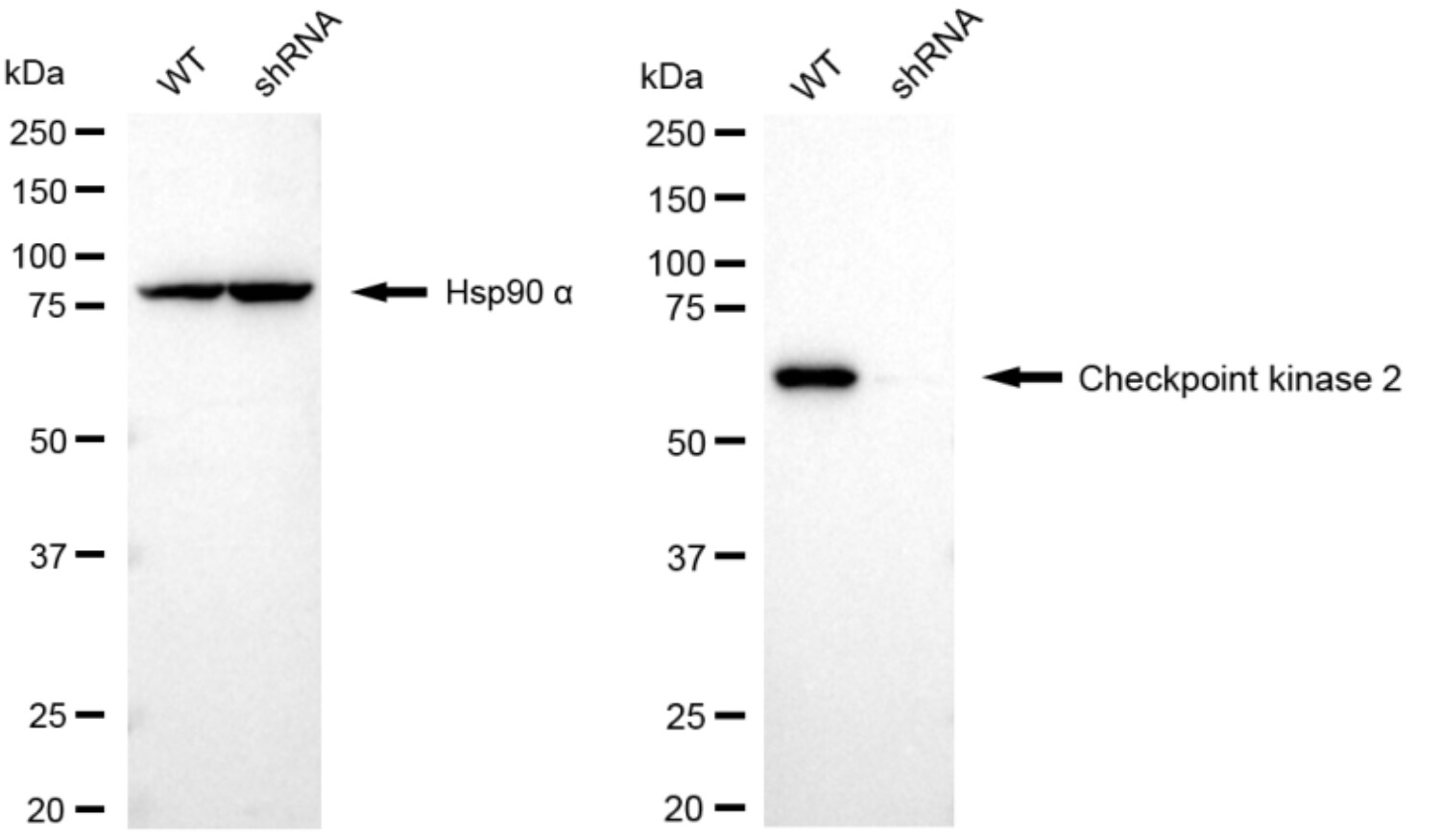 Chk2 Antibody (24GB4585)