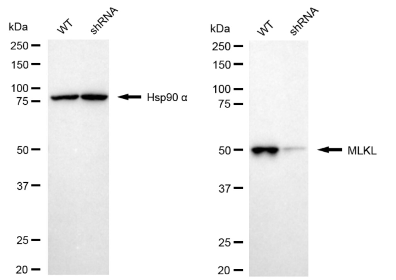 MLKL Antibody (24GB4615)